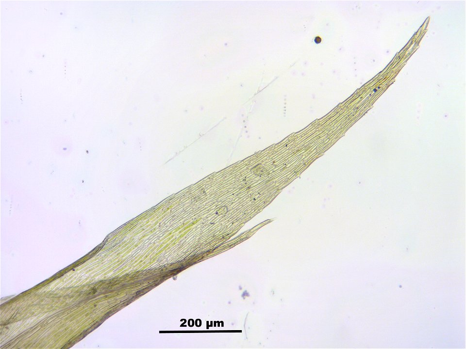 Warnstorfia fluitans