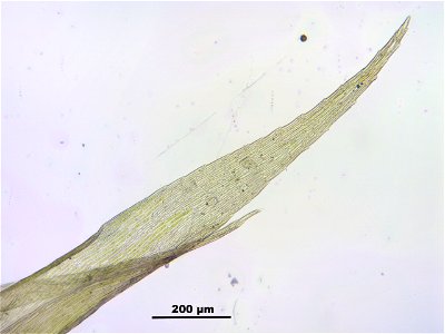 Warnstorfia fluitans