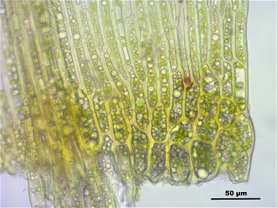 Warnstorfia fluitans
