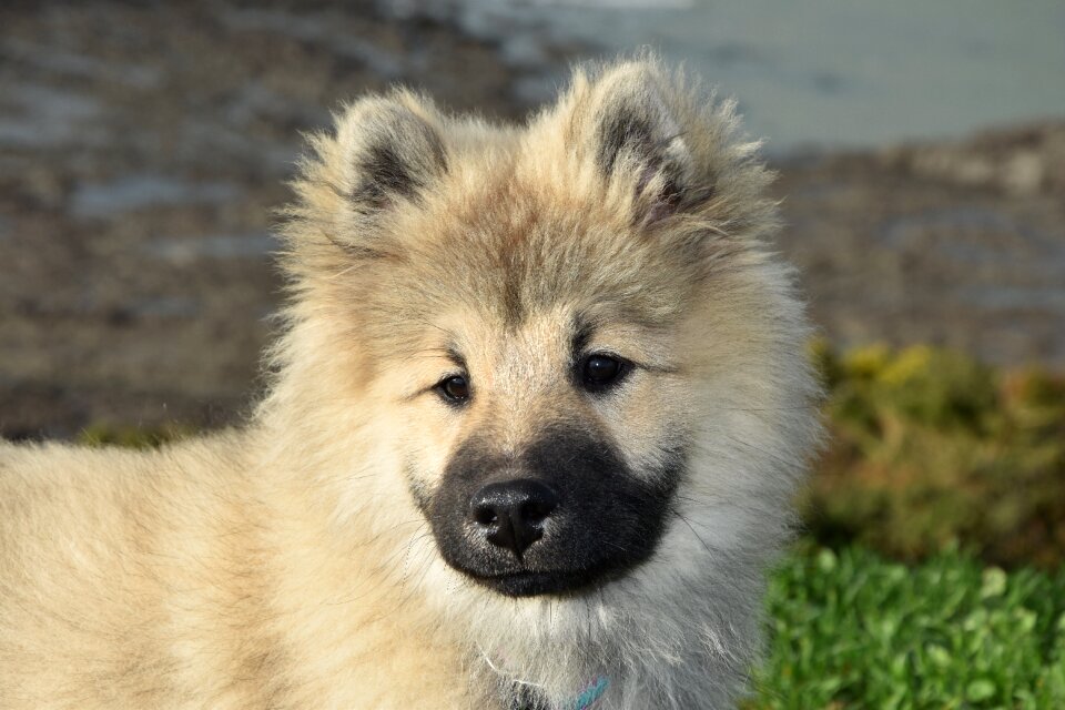 Dog olaf blue eurasier puppy portrait