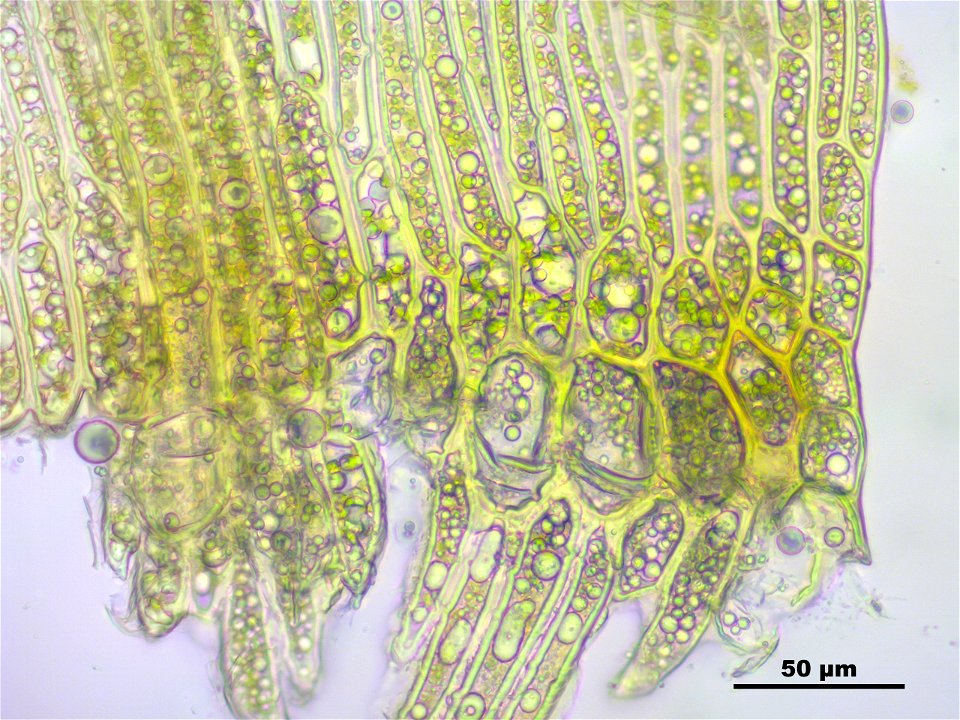 Warnstorfia fluitans