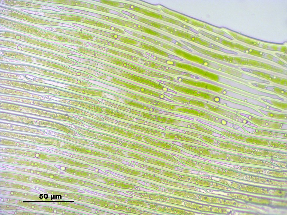 Warnstorfia fluitans