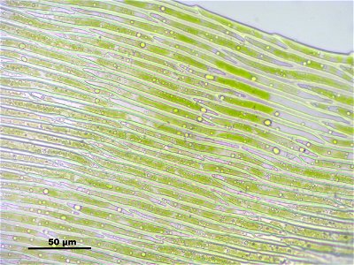 Warnstorfia fluitans
