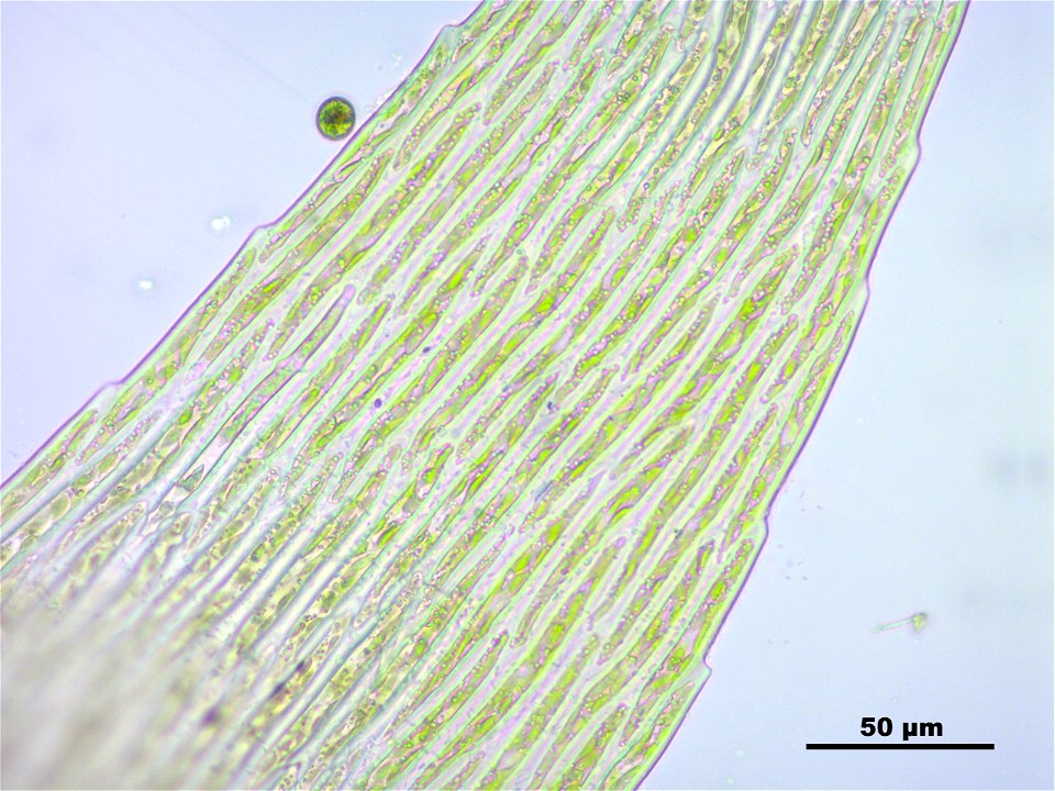 Warnstorfia fluitans