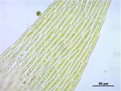Warnstorfia fluitans