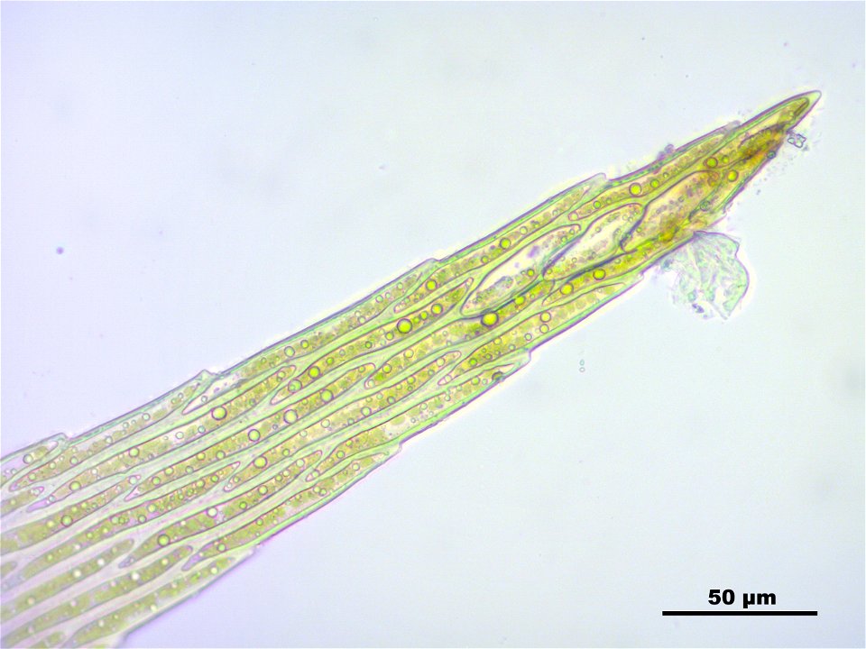 Warnstorfia fluitans