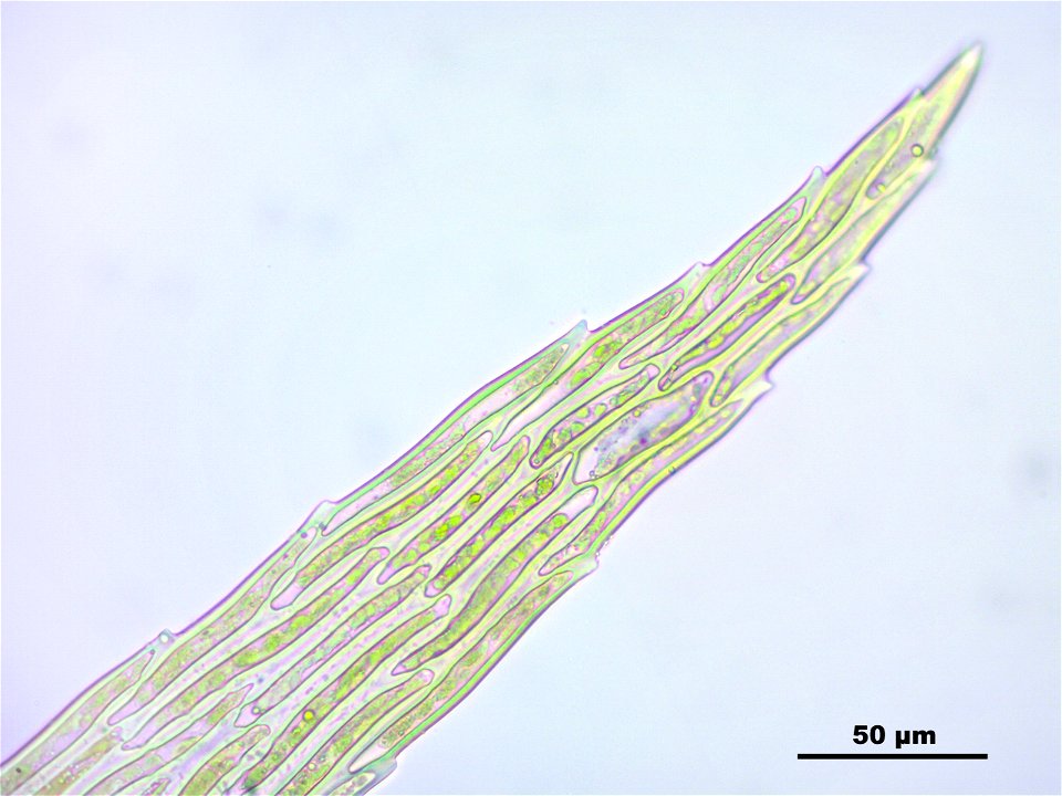 Warnstorfia fluitans