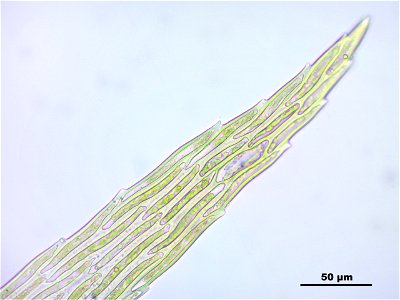 Warnstorfia fluitans