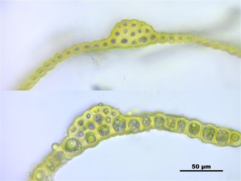 Warnstorfia fluitans