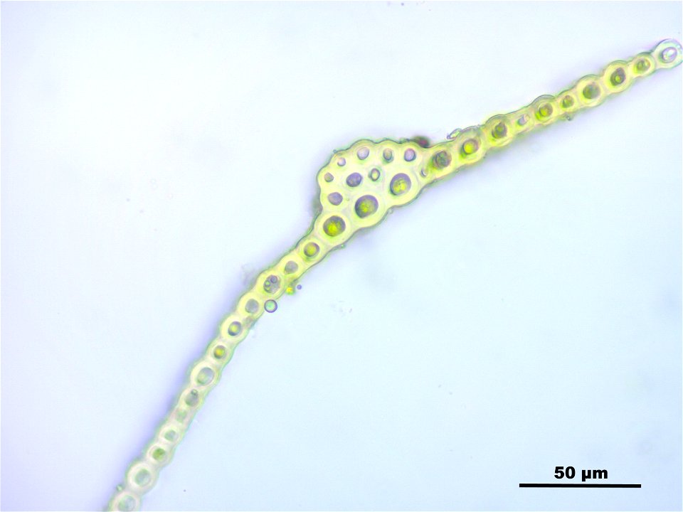 Warnstorfia fluitans