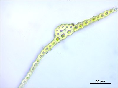 Warnstorfia fluitans