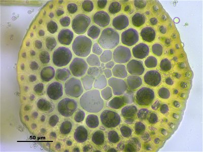 Warnstorfia fluitans