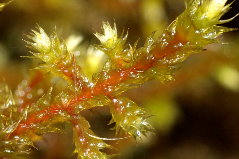 Antitrichia curtipendula