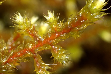 Antitrichia curtipendula