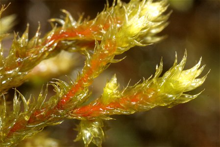 Antitrichia curtipendula