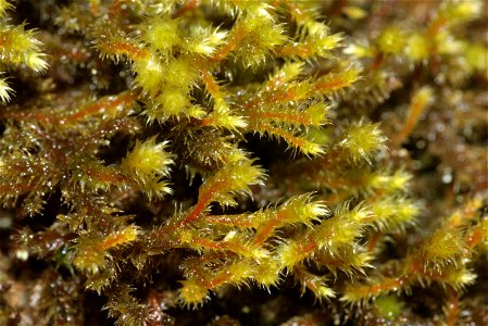 Antitrichia curtipendula
