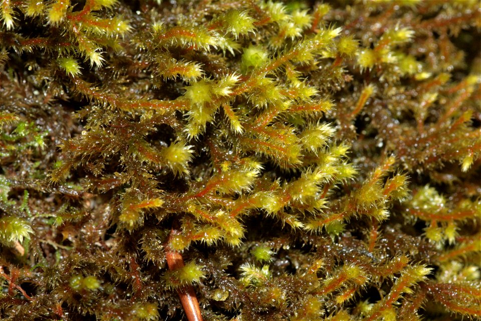 Antitrichia curtipendula