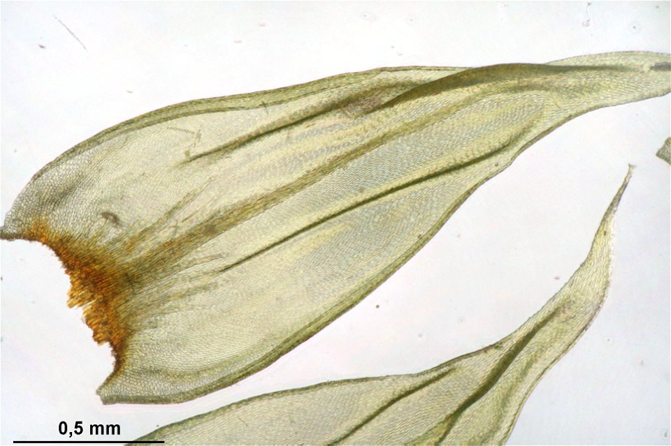 Antitrichia curtipendula