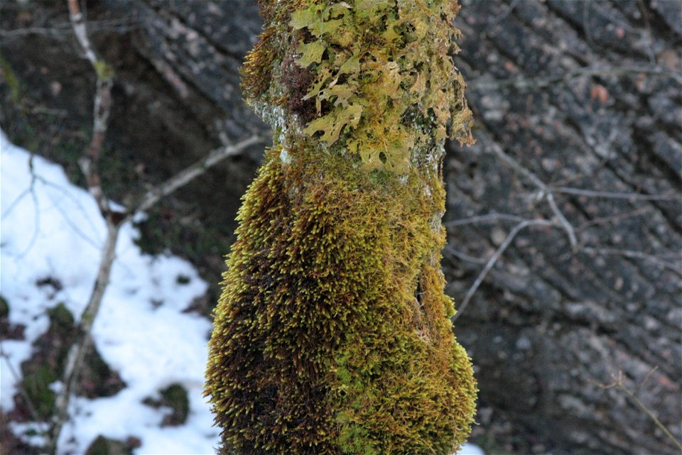 Antitrichia curtipendula