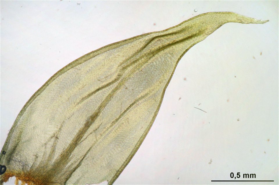 Antitrichia curtipendula
