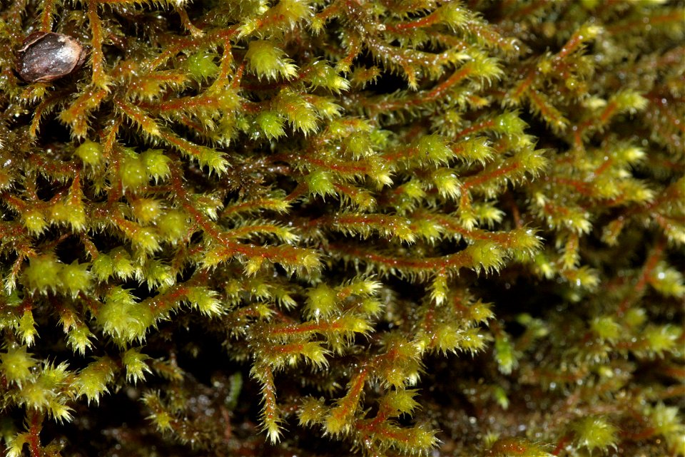 Antitrichia curtipendula