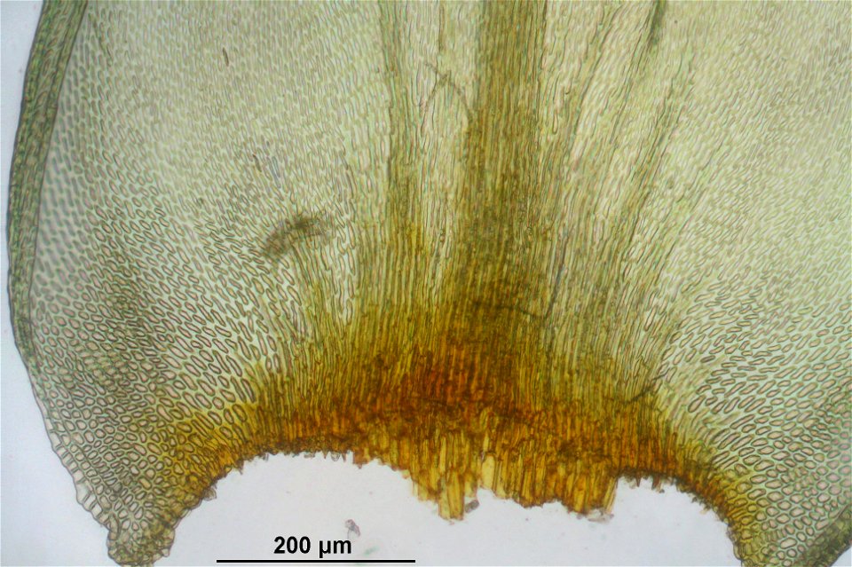 Antitrichia curtipendula