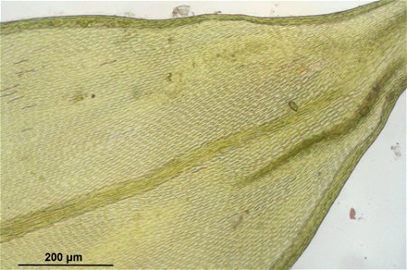 Antitrichia curtipendula