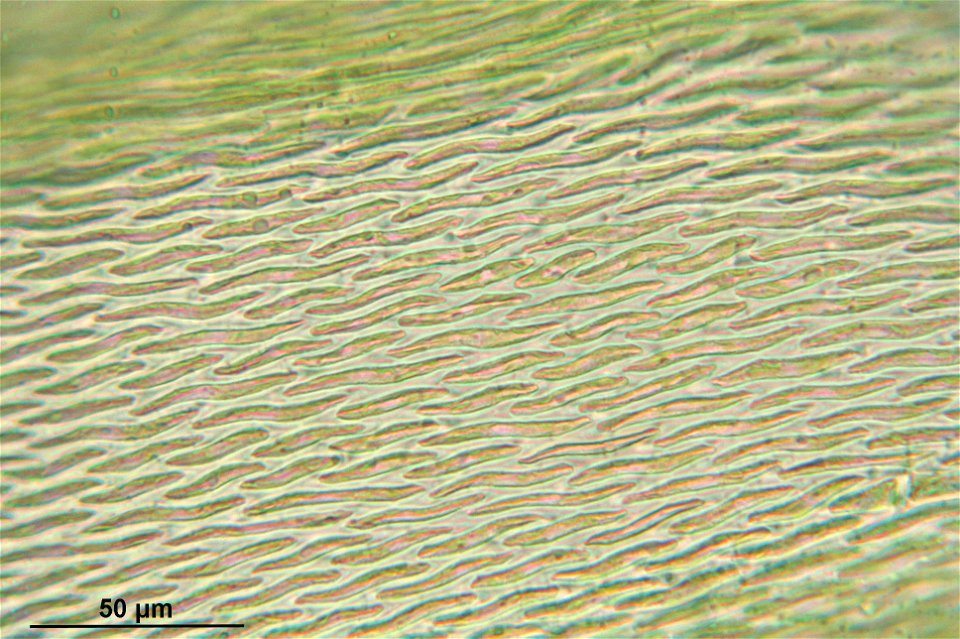 Antitrichia curtipendula