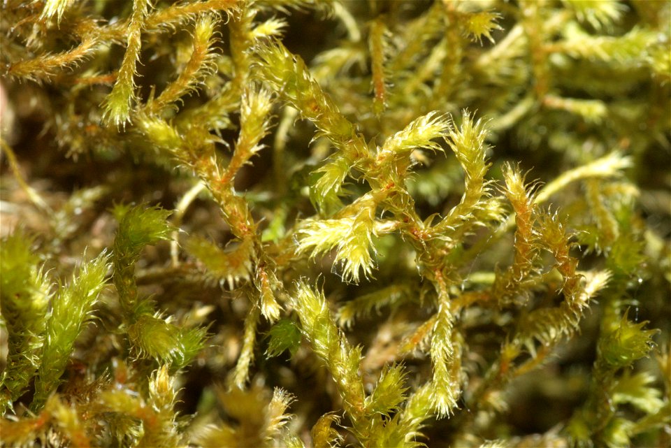 Antitrichia curtipendula