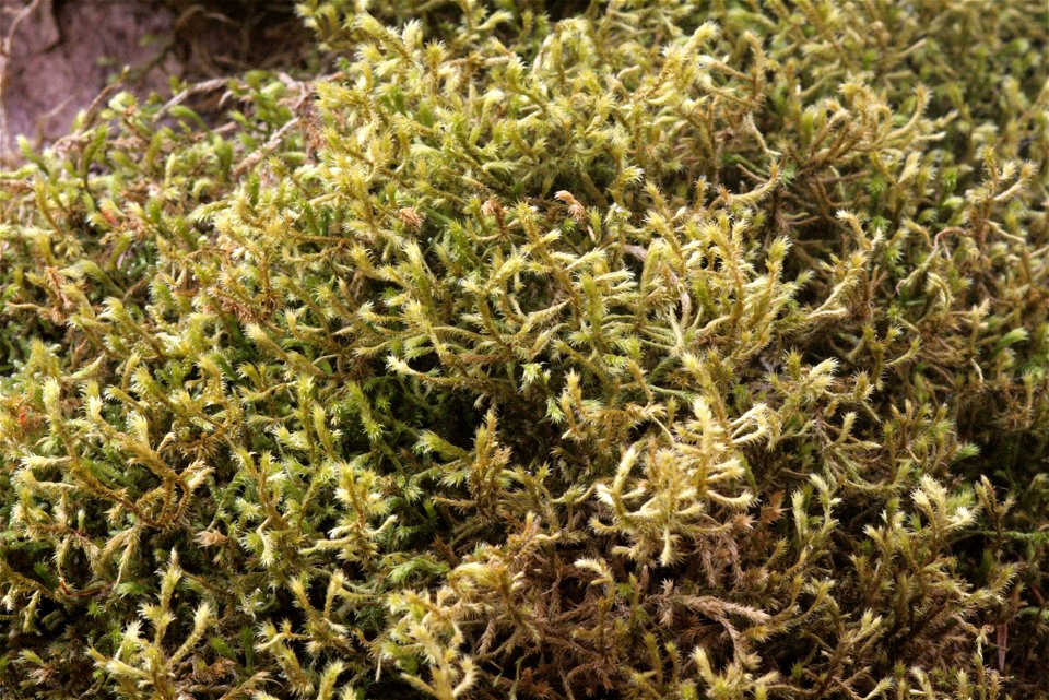 Antitrichia curtipendula