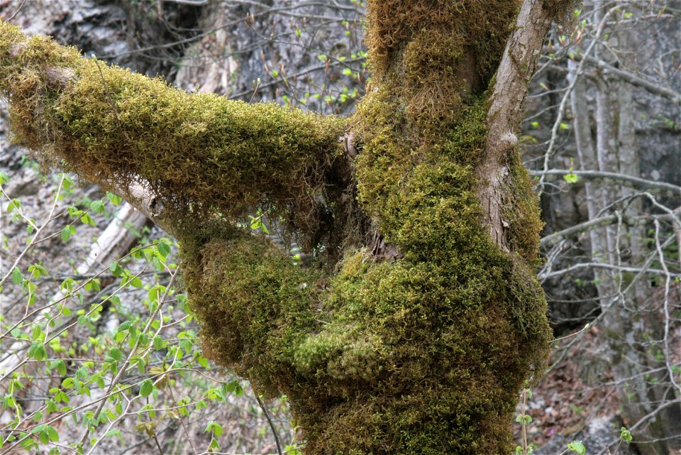 Antitrichia curtipendula