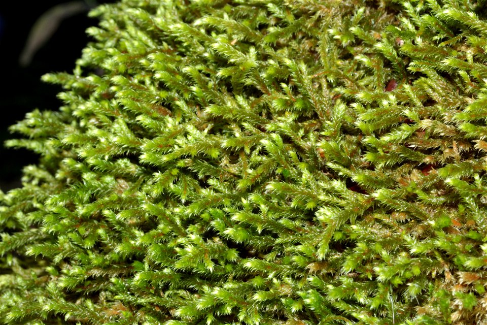 Antitrichia curtipendula
