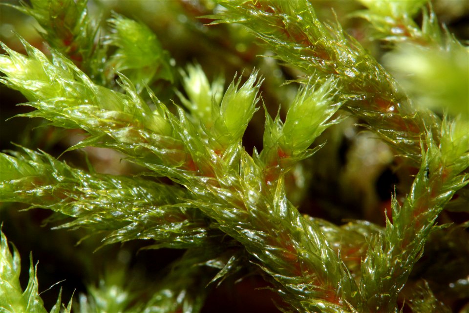 Antitrichia curtipendula