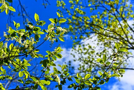 Flowering tree spring bloom new green photo