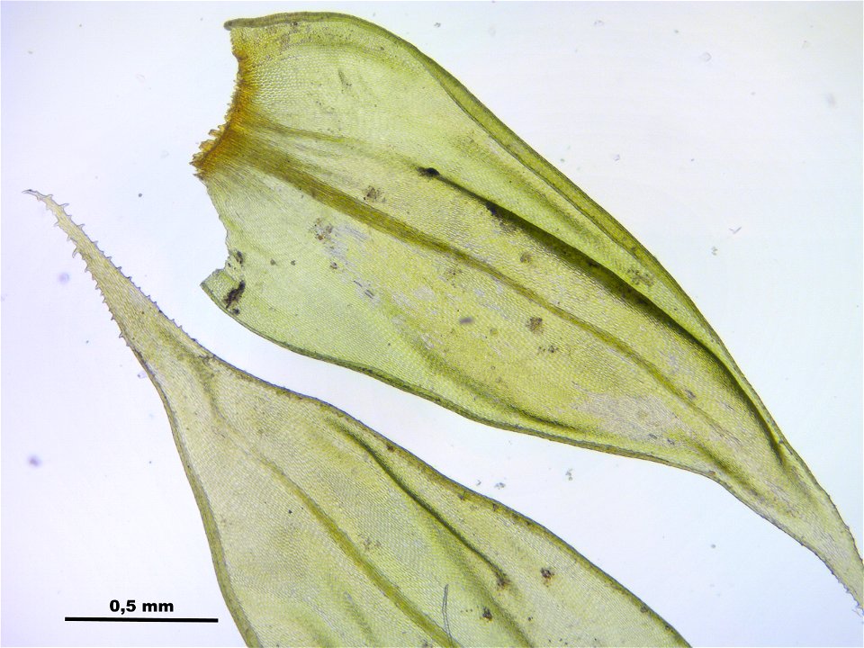 Antitrichia curtipendula