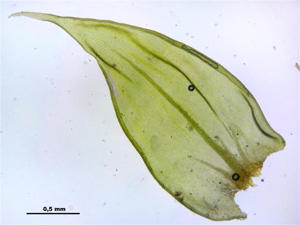Antitrichia curtipendula