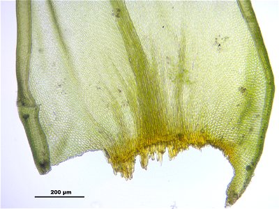 Antitrichia curtipendula
