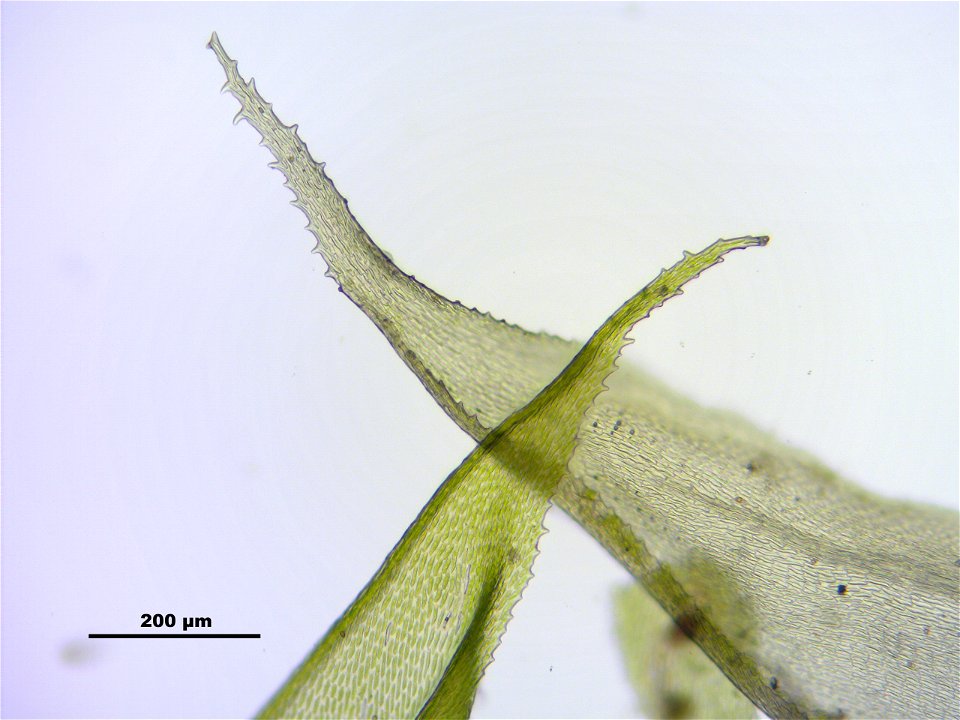 Antitrichia curtipendula