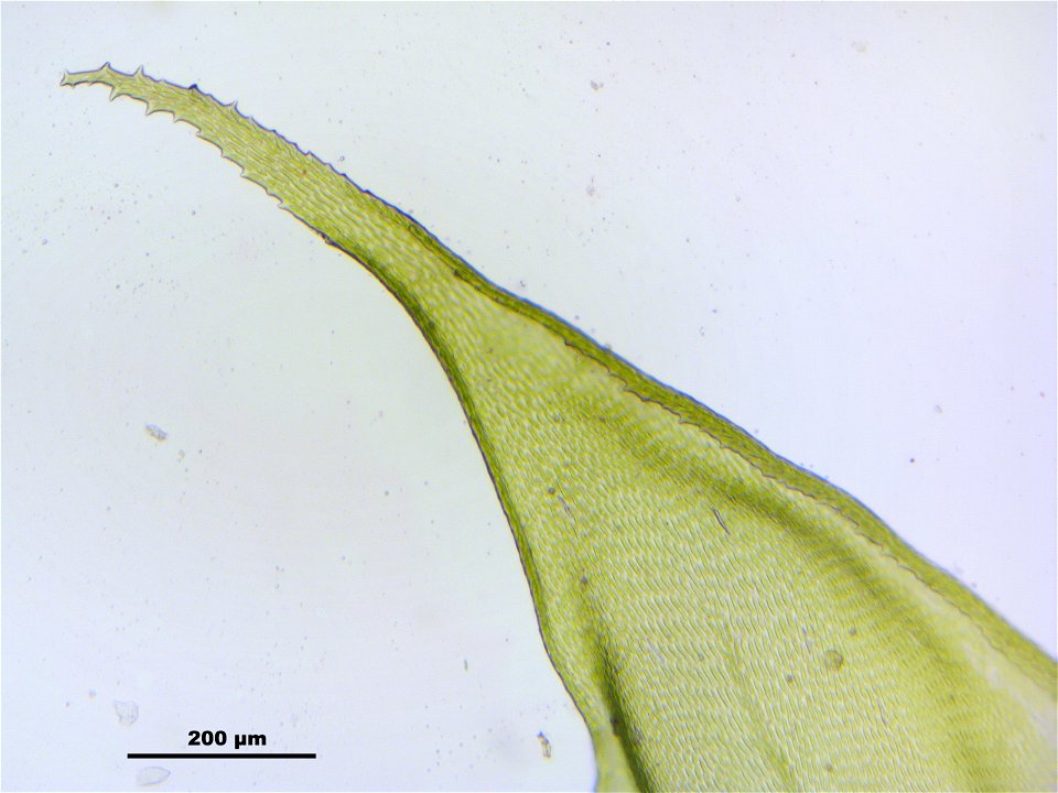 Antitrichia curtipendula