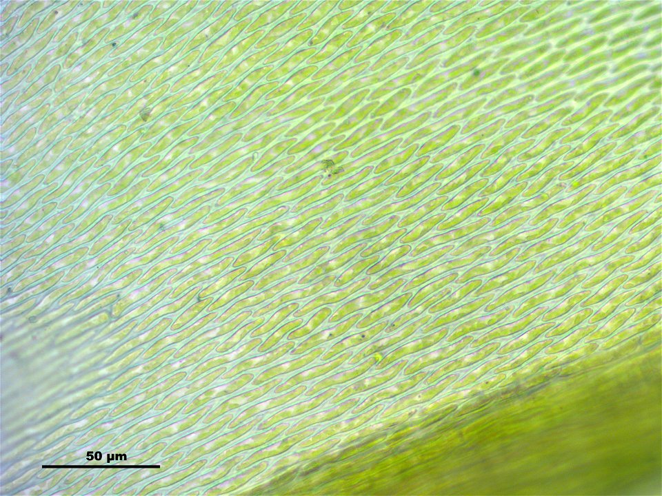 Antitrichia curtipendula