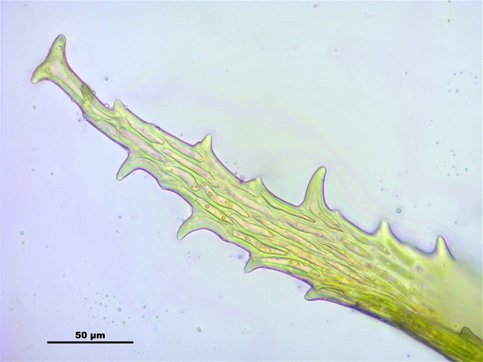Antitrichia curtipendula