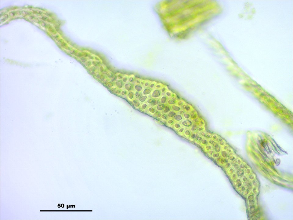Antitrichia curtipendula