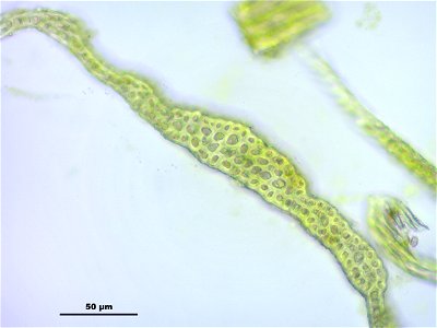 Antitrichia curtipendula