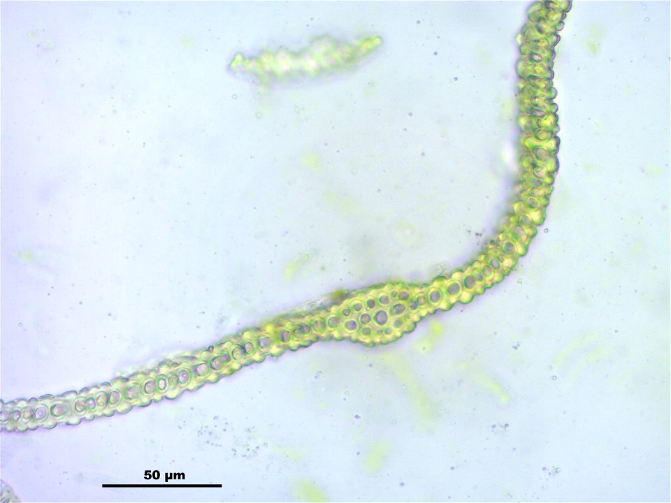 Antitrichia curtipendula