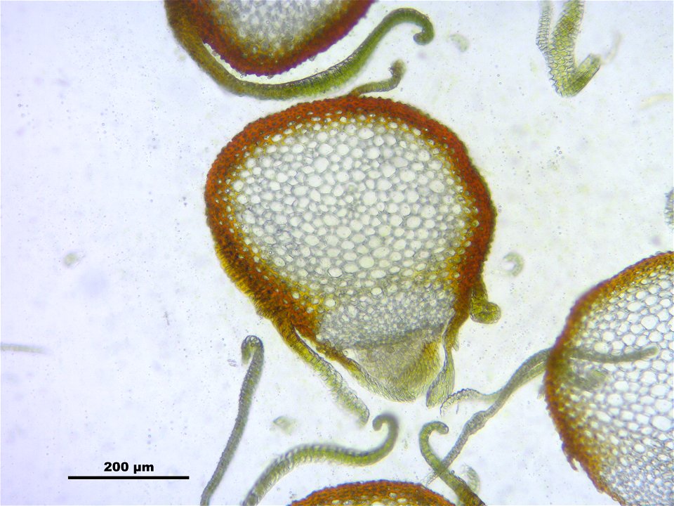 Antitrichia curtipendula