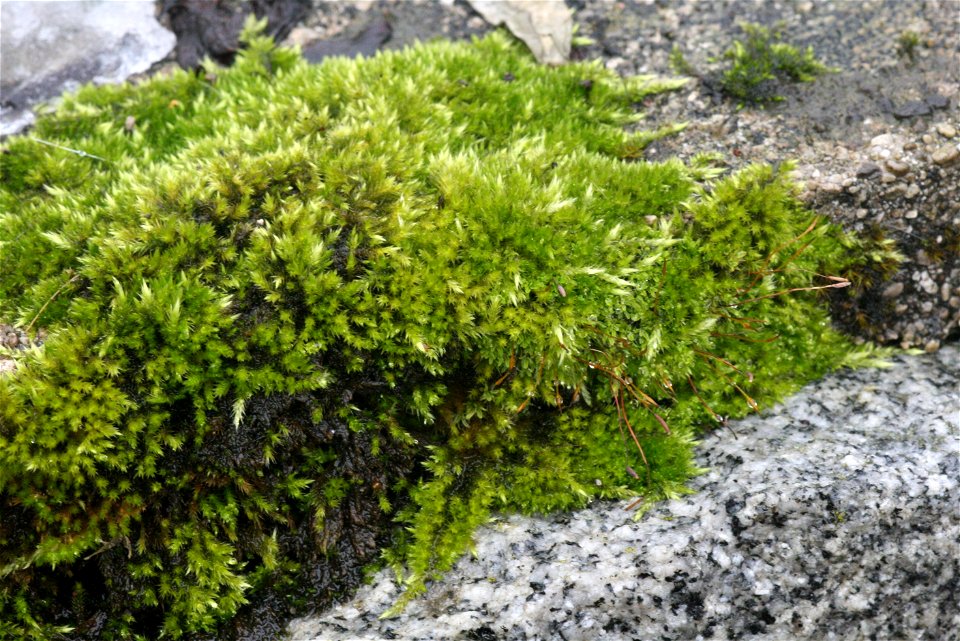 Homalothecium sericeum