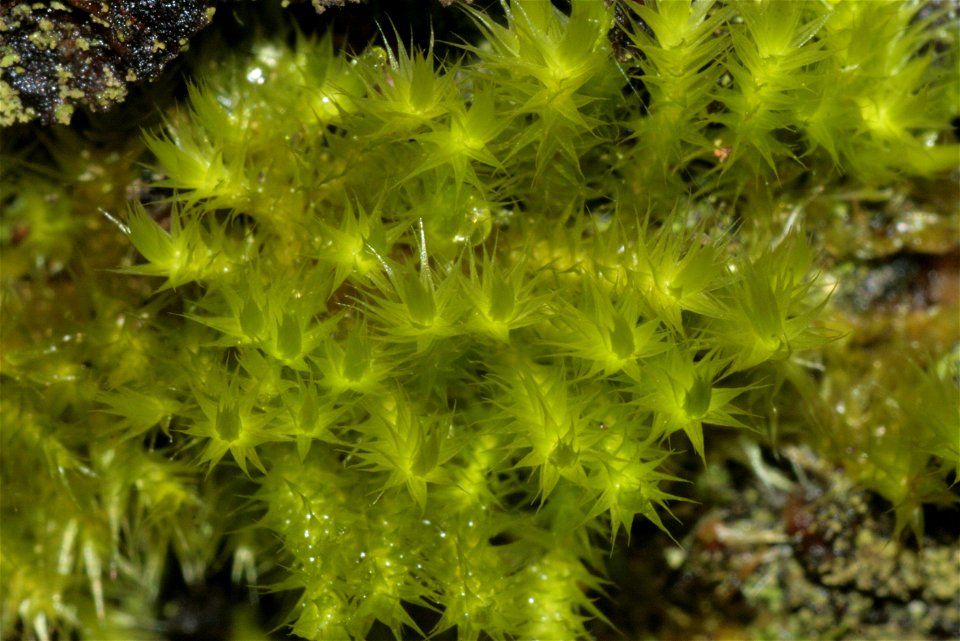 Homalothecium sericeum