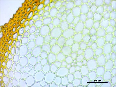Antitrichia curtipendula