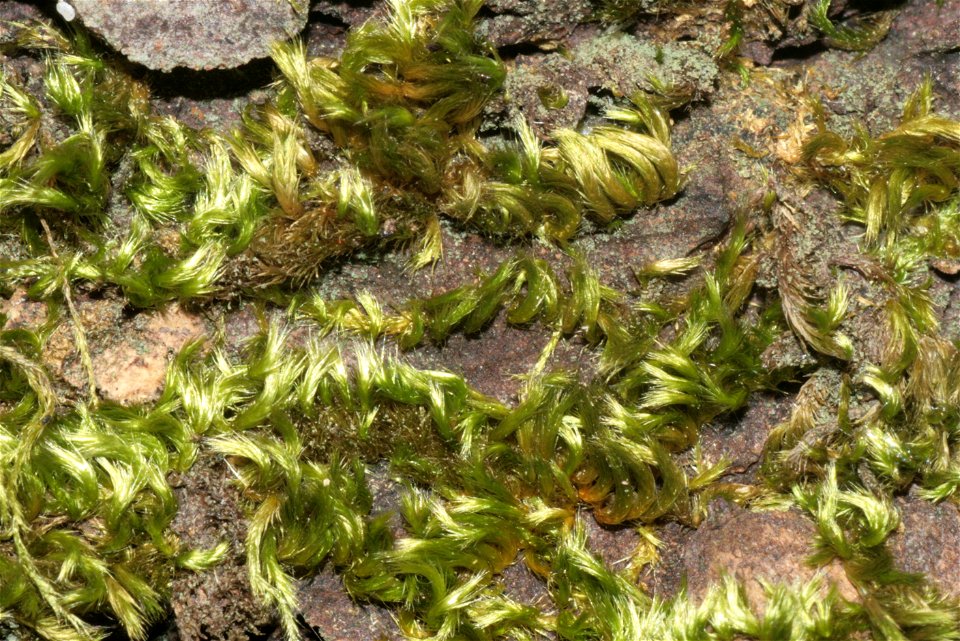 Homalothecium sericeum