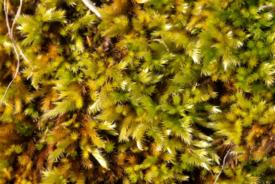 Homalothecium sericeum